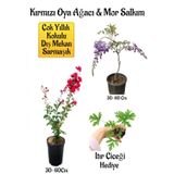 Kırmızı Oya Ağacı Fidanı+Mor Salkım Ağacı Fidanı Itır Çiçeği Hediyeli Bahçe Peyzaj Seti