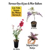 Kırmızı Oya Ağacı Fidanı+Mor Salkım Ağacı Fidanı Telgraf Çiçeği Hediyeli Bahçe Peyzaj Seti