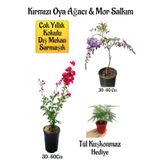 Kırmızı Oya Ağacı Fidanı+Mor Salkım Ağacı Fidanı Tül Kuşkonmaz Hediyeli Bahçe Peyzaj Seti