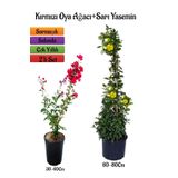 Kırmızı Oya Ağacı Fidanı+Sarı Yasemin Fidanı 2'li Bahçe Peyzaj Seti, BTS0001NA2013