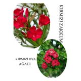 Kırmızı Oya Fidanı 1 Adet Saksılı 30-60Cm -Kırmız Zakkum Çiçeği 1 Adet 30-60Cm, BTS060624NA31