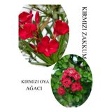 Kırmızı Oya Fidanı 1 Adet Saksılı 30-60Cm -Kırmız Zakkum Çiçeği 1 Adet 30-60Cm, BTS060624NA31
