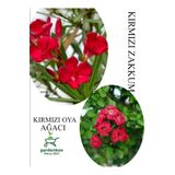 Kırmızı Oya Fidanı 1 Adet Saksılı 30-60Cm -Kırmız Zakkum Çiçeği 1 Adet 30-60Cm, GDBTS060624NA31