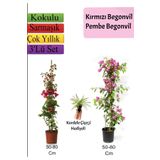 Kırmızı+ Pembe Begonvil+ Kurdele Çiçeği Hediyeli