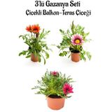 Kırmızı-pembe Beyaz-pembe Renk Gazanya Çiçeği 3 Adet Saksılı 10-20cm Balkon Çiçeği