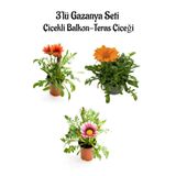 Kırmızı-pembe Beyaz-turuncu Renk Gazanya Çiçeği 3 Adet Saksılı 10-20cm Balkon Çiçeği