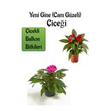 Kırmızı + Pembe Yeni Gine Cam Güzeli Çiçeği 2 Adet Balkon Bitkisi (10-15Cm), SRD03022025BYB155