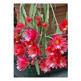 Kırmızı Renk Atlas Çiçeği Sarkıcı Bitki 10-20Cm (Red Epiphyllum)