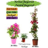 Kırmızı Renk Begonvil + pembe Begonvil + tül Kuşkonmaz 3'lü Peyzaj Seti