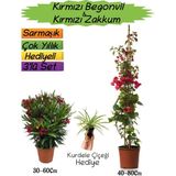 Kırmızı Renk Begonvil+Kırmızı Zakkum Fidanı+Kurdele Çiçeği Hediyeli 3'lü Peyzaj Seti