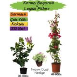 Kırmızı Renk Begonvil+Kokulu Mor Leylak Fidanı+Mezem Çiçeği Hediyeli 3'lü Peyzaj Seti