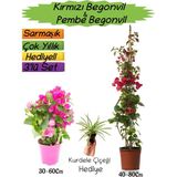 Kırmızı Renk Begonvil+Pembe Begonvil+Kurdele Çiçeği Hediyeli 3'lü Peyzaj Seti