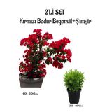 Kırmızı Renk Bodur Begonvil Fidanı(40-60)+Çalı Şimşiri 2'li Set Saksılı Bahçe Bitkisi, BTS001NA0917