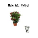 Kırmızı Renk Bodur Zakkum Fidanı Sevgilier Gününe Özel Hlen Saksı Hediyeli
