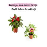 Kırmızı Renk Cam Güzeli 1 Adet+ Pembe Beyaz Gazanya Çiçeği 1 Adet Saksılı 10-20Cm
