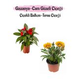 Kırmızı Renk Cam Güzeli 1 Adet+ Sarı Gazanya Çiçeği 1 Adet Saksılı 10-20Cm