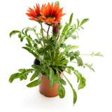 Kırmızı Renk Cam Güzeli 1 Adet+kırmızı Renk Gazanya Çiçeği 1 Adet Saksılı 10-20cm