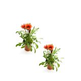 Kırmızı Renk Gazanya Çiçeği 2 Adet Saksılı 10-20Cm Balkon/Teras Çiçeği, BTS0101NA1345