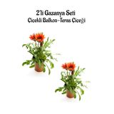 Kırmızı Renk Gazanya Çiçeği 2 Adet Saksılı 10-20Cm Balkon/Teras Çiçeği, SRD03022025BYB154