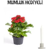 Kırmızı Renk Kalanşo(Kalanchoe) Çiçeği Mumluk Hediyeli Sevgililer Gününe Özel