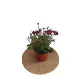 Kırmızı Renk Kasımpatı Çiçeği Fidanı 10-20 Cm