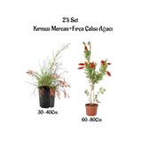 Kırmızı Renk Mercan Çiçeği Fidanı+Fırça Çalısı Ağacı Fidanı 2'li Set Bahçe Bitkisi, SRD04022025BYB856