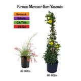 Kırmızı Renk Mercan Çiçeği Fidanı+Sarı Yasemin Fidanı 2'li Bahçe Peyzaj Seti, BTS0001NA2022