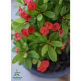 Kırmızı Renk Milii Dikenler Tacı Çiçeği 1 Adet Saksılı (Red Euphorbia Milii)