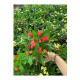 Kırmızı Renk Milli Dikenler Tacı Çiçeği 1 Adet Saksılı Euphorbia Milii
