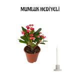 Kırmızı Renk Milli Dikenler Tacı(Euphorbia) Çiçeği Sevgililer Gününe Özel Mumluk Hediyeli