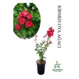 Kırmızı Renk Oya Ağacı Fidanı 1 Adet Saksılı 30-60Cm Çiçekli Ağaç, GDBTS060624NA22