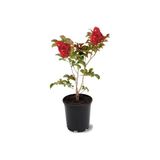 Kırmızı Renk Oya Ağacı Fidanı 30-60 Cm