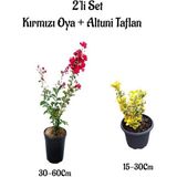 Kırmızı Renk Oya Ağacı Fidanı+Altuni Taflan 2'li Set Saksılı Bahçe Bitkisi