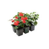 Kırmızı Renk Sakız Sardunya Fidesi 2 Adet Saksılı Balkon Çiçeği(Pelargonium Peltatum)