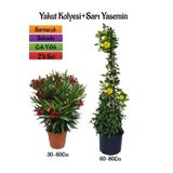 Kırmızı Renk Zakkum Fidanı+Sarı Renk Yasemin Çiçeği Fidanı 2'li Bahçe Peyzaj Seti, BTS0001NA2019
