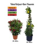 Kırmızı Renk Zakkum Fidanı+Sarı Renk Yasemin Çiçeği Fidanı 2'li Bahçe Peyzaj Seti, SRD04022025BYB525
