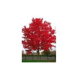 Kırmızı Renkli Akça Ağaç Fidanı (Acer Buergerianum)