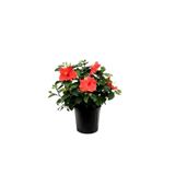 Kırmızı Renkli Japon Gülü (20-30Cm)1 Adet Saksılı/Tüplü Dış Mekan Bitkisi, BTSNU1902202424