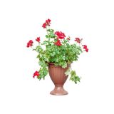 Kırmızı Sakız Sardunya 30 50 Cm 1 Adet Saksılı Çiçekli Bodur Bitki Geranium
