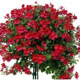 Kırmızı Sakız Sardunya Çiçeği Fidanı 10-20 Cm
