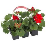 Kırmızı Sardunya Fidesi 2 Adet Saksılı 10-25CM Salon Balkon Çiçeği