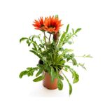 Kırmızı-sarı-turuncu Renk Gazanya Çiçeği 3 Adet Saksılı 10-20cm Balkon Çiçeği