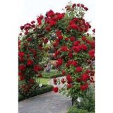 Kırmızı Sarmaşık Gül Fidanı Kokulu (tüplü = 100-130 Cm)
