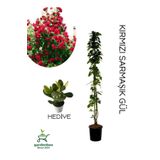 Kırmızı Sarmaşık Gül Fidanı Saksılı Tüplü 60-80Cm+Yeşim Para Çiçeği