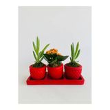 Kırmızı Trio Model Dekoratif Beton Saksıda Sukulent Ve Kalanchoe(Kalanşo)