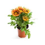 Kırmızı-turuncu Sarı Gazanya Çiçeği 2 Adet Saksılı 10-20cm Balkon/teras Çiçeği