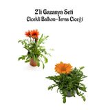 Kırmızı-turuncurenk Gazanya Çiçeği 2 Adet Saksılı 10-20cm Balkon/teras Çiçeği
