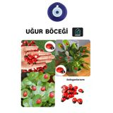 Kırmızı Uğur Böceği 50 Adet Dekor Uğur Böceği Desenli Süs Parti Malzemesi