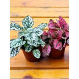 Kırmızı ve Beyaz Renk 2 Adet Hostes Çiçeği 10-15CM Iç Mekan Bitkisi (Hypoestes)