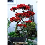 Kırmızı Yapraklı Bonsai Ağacı Tohumu - 10 Adet İle Bitki Yetiştir